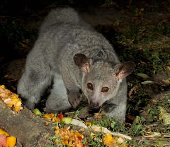 bushbaby